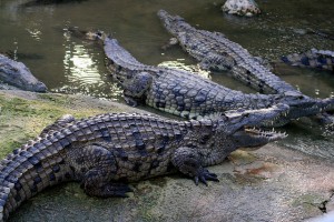 ferme aux crocodiles