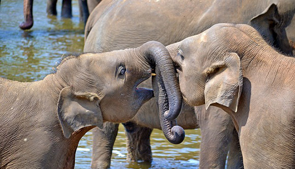 sri lanka orphelinat des éléphants