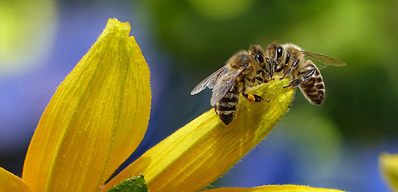 rendez vous aux jardins abeilles
