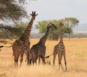 Tourisme Tanzanie