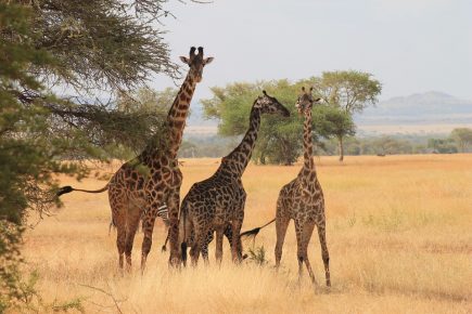 Le secteur du tourisme en Tanzanie est une pierre angulaire de l'économie nationale. Il se caractérise par ses paysages, ses safaris exceptionnels et, bien sûr, l'emblématique Mont Kilimandjaro. Ce dernier attire chaque année des dizaines de milliers de grimpeurs, générant des revenus substantiels pour l'économie locale. Cependant, ce secteur attractif et en forte croissance n'est pas sans ses défis. Les opérateurs touristiques locaux, les porteurs et même les visiteurs sont confrontés à des réglementations et influences étrangères qui redéfinissent le paysage touristique tanzanien. Examinons de plus près les différents aspects de ce secteur en évolution.